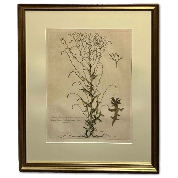 Gyógynövények I. - Ismeretlen művész