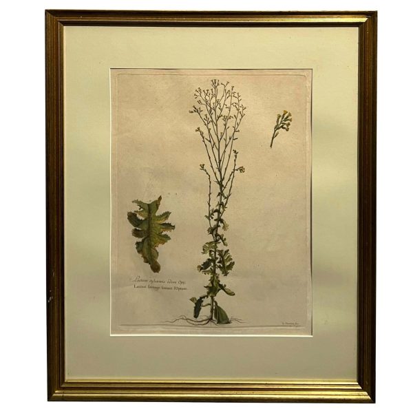 Gyógynövények II. - Ismeretlen művész