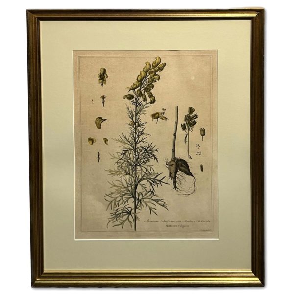 Gyógynövények III. - Ismeretlen művész