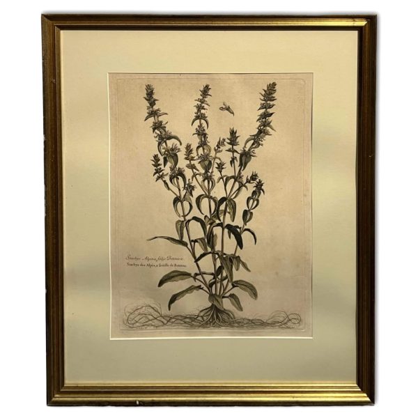 Gyógynövények IV. - Ismeretlen művész